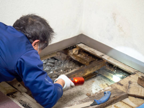 Best Mold Testing and Inspection Services in Bunk Foss, WA
