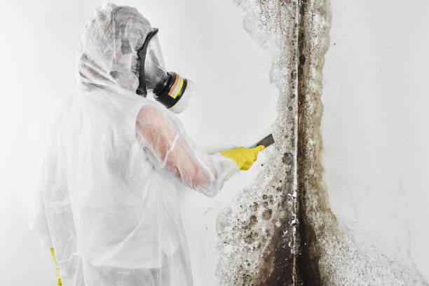 Best Post-Flood Mold Remediation in Bunk Foss, WA