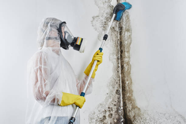 Best Mold Remediation for Schools in Bunk Foss, WA