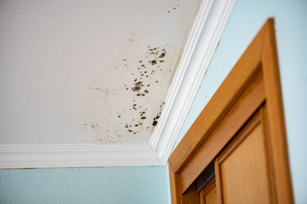 Best Localized Mold Remediation (e.g., coastal areas, humid climates) in Bunk Foss, WA