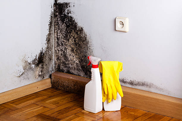 Best Industrial Mold Remediation in Bunk Foss, WA