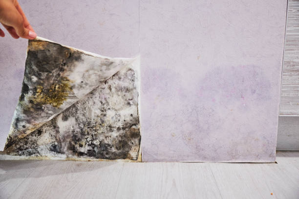 Best Black Mold Remediation in Bunk Foss, WA